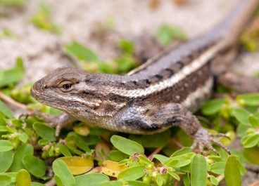 Lizard Control Service