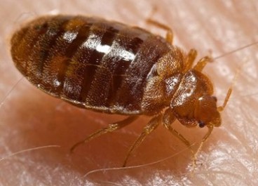 Bed Bugs Control Service