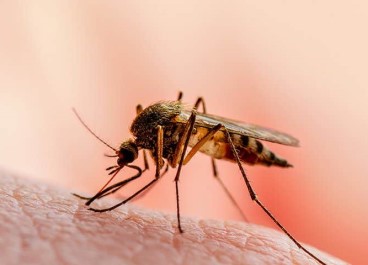 Mosquito Control Service