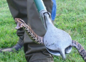 snake Control Service
