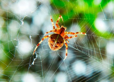 Spider Control Service