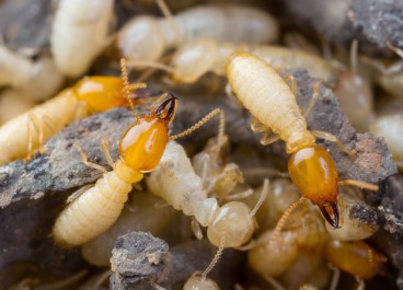 Termite Control service in Raipur
