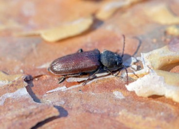 Wood Borer Control Service